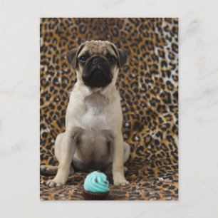 Carte Postale Carlin chiot assis contre poster de animal 2