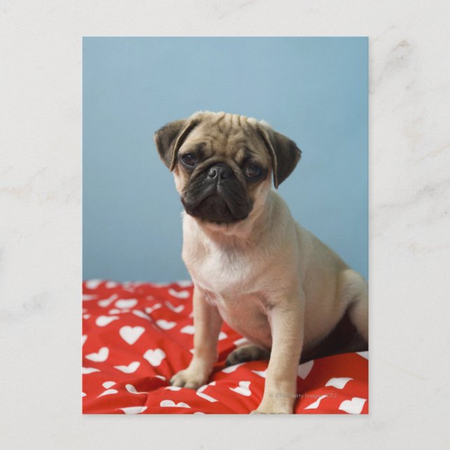 Carte Postale Carlin chiot assis sur son lit (Devant)