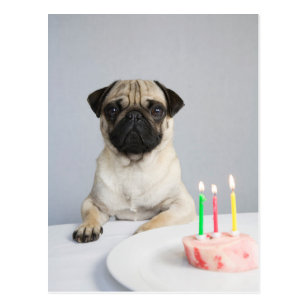 Cartes Postales Anniversaire Carlin Originales Zazzle Fr