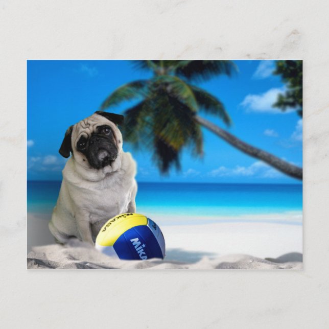 Carte Postale Carlin de Misha à la plage (Devant)