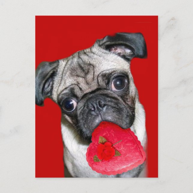 Carte postale carlin de Valentine (Devant)
