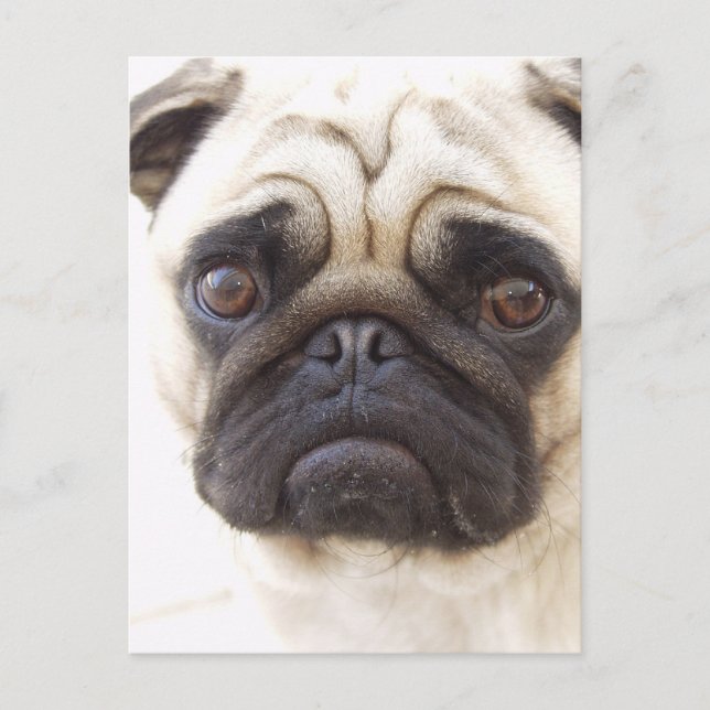 Carte postale carlin Dog (Devant)