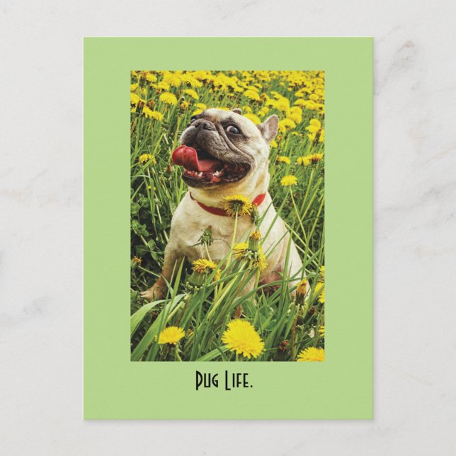 Carte postale carlin Life Dog (Devant)