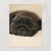 Carlin noir Chiot couché