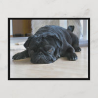 Carte postale Carlin noir mignon et lazy