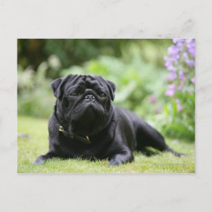 Carte Postale Carlin noir posé