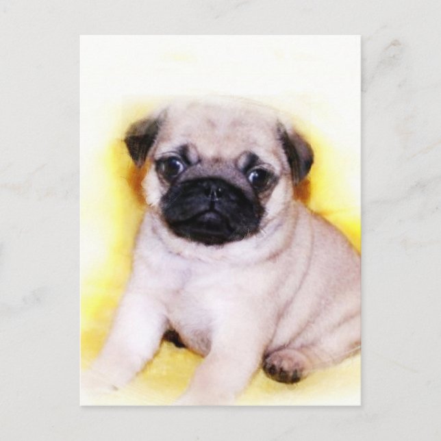Carte postale carlin Puppy (Devant)