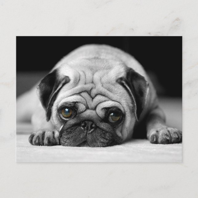 Carte Postale Carlin triste (Devant)
