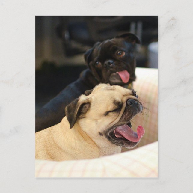 Carte Postale Carlin Yawn (Devant)