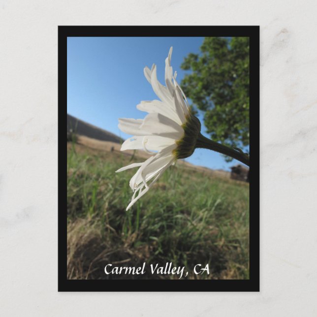 Carte postale Carmel Valley Daisy (Devant)