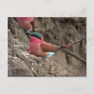 Carte Postale Carmine Bee-Eater