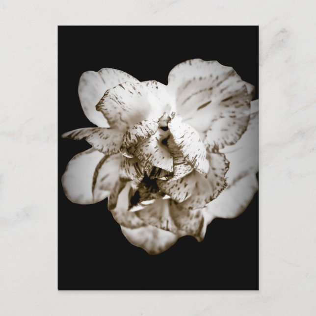 Carte Postale Carnation (Devant)