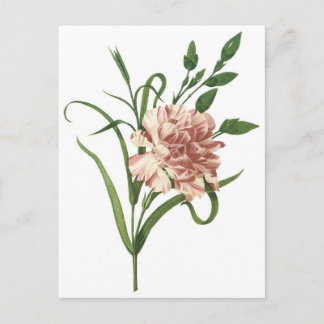 Carte Postale Carnation