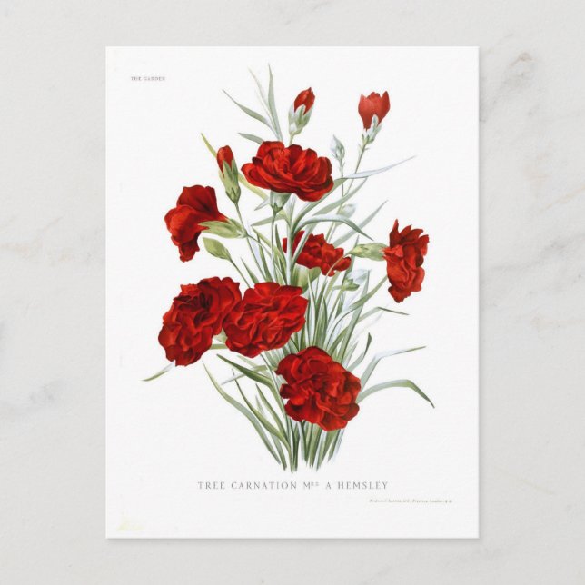 Carte Postale Carnation (Devant)