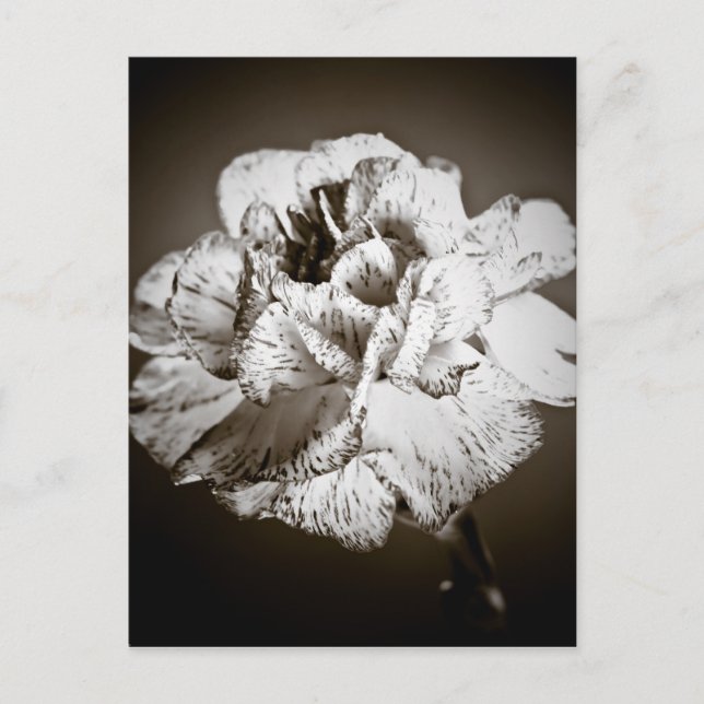 Carte Postale Carnation (Devant)