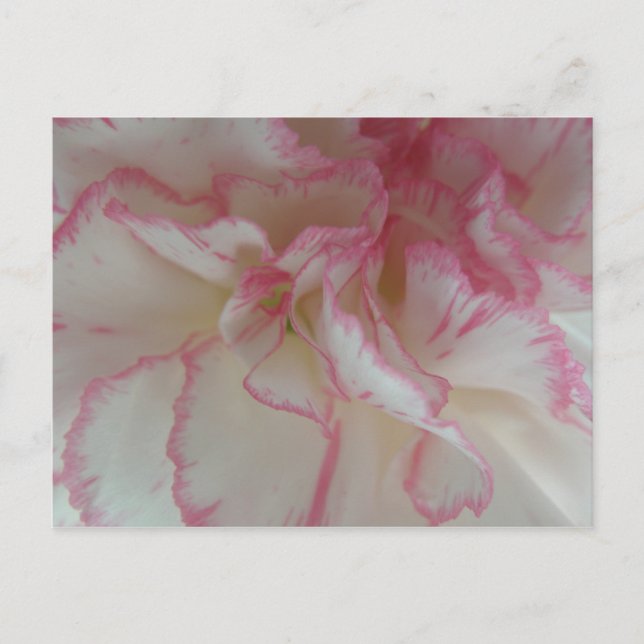 Carte postale Carnation blanche et rose (Devant)