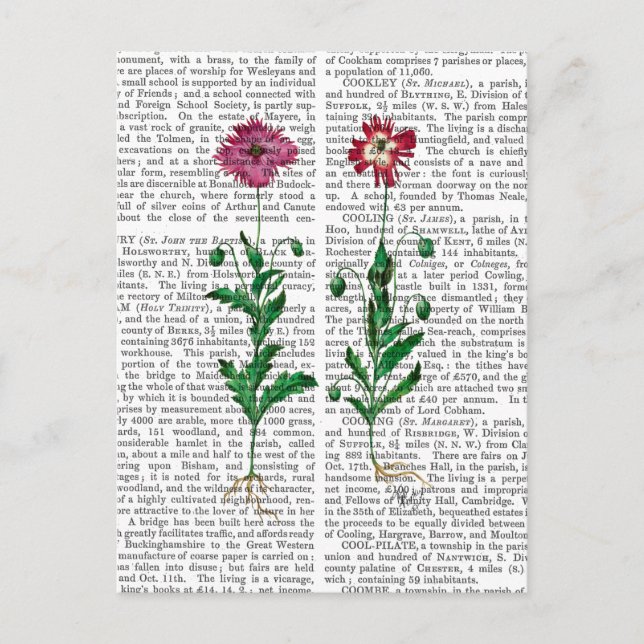 Carte Postale Carnation italienne 3 (Devant)