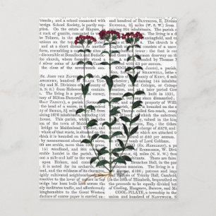 Carte Postale Carnation italienne 6