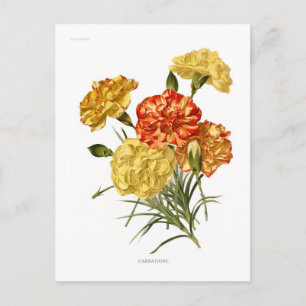 Carte Postale Carnations