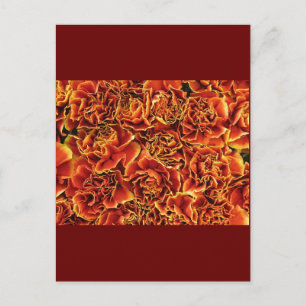 Carte Postale Carnations