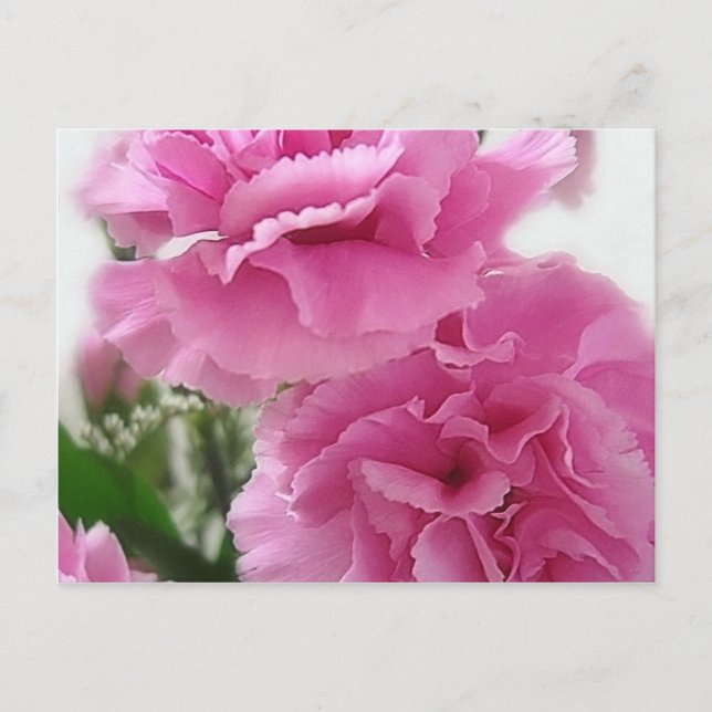 Carte Postale Carnations roses 1 (Devant)