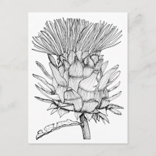 Carte Postale Caro le cardoon