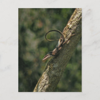 Carte Postale Carolina Anole Lizard