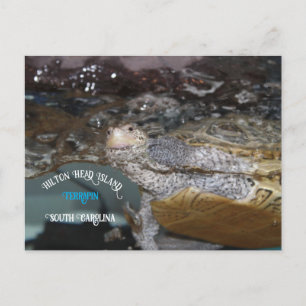 Carte Postale Carolina Diamondback Terrapin