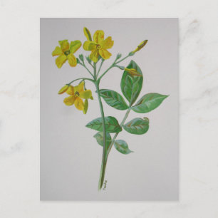 Carte Postale Carolina Jasmine Botanique Art