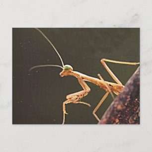 Carte Postale Carolina Mantis