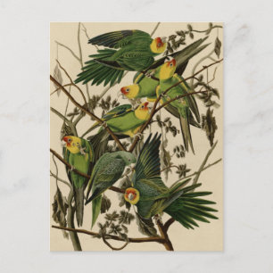 Carte Postale Carolina Parrot