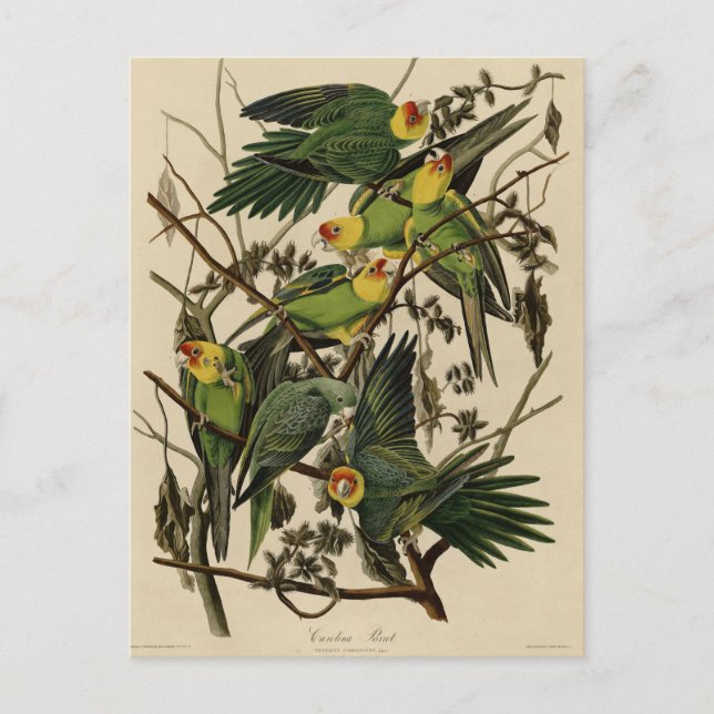Carte Postale Carolina Parrot de Audubon's Birds of America (Devant)