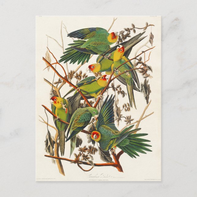 Carte Postale Carolina Parrot John Audubon (Devant)