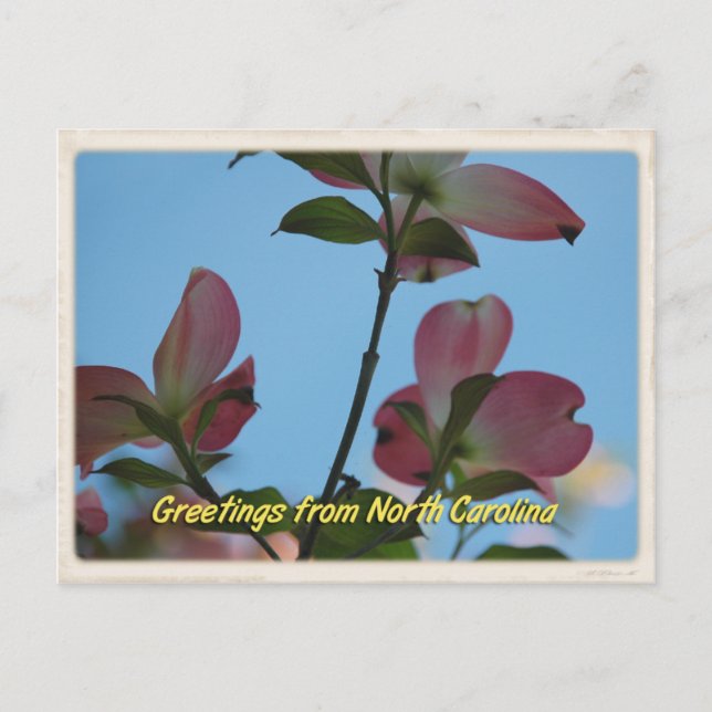 Carte postale Carolina rose Dogwood (Devant)