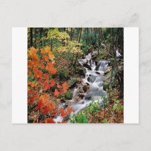 Carte Postale Carolina Stream