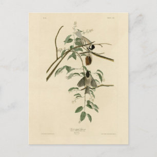 Carte Postale Carolina Titmouse de Audubon's Birds of America