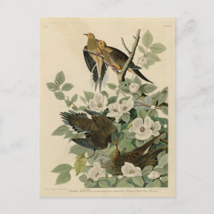 Carte Postale Carolina Turtle Dove Mourning Dove Audubon's Birds