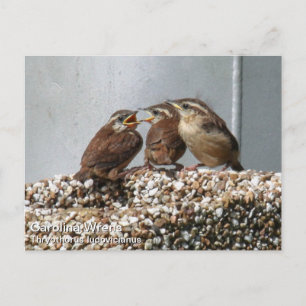 Carte Postale Carolina Wren