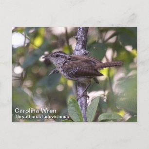 Carte Postale Carolina Wren