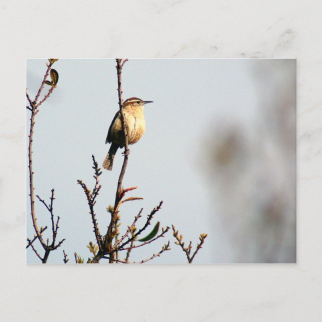 Carte Postale Carolina Wren (Devant)