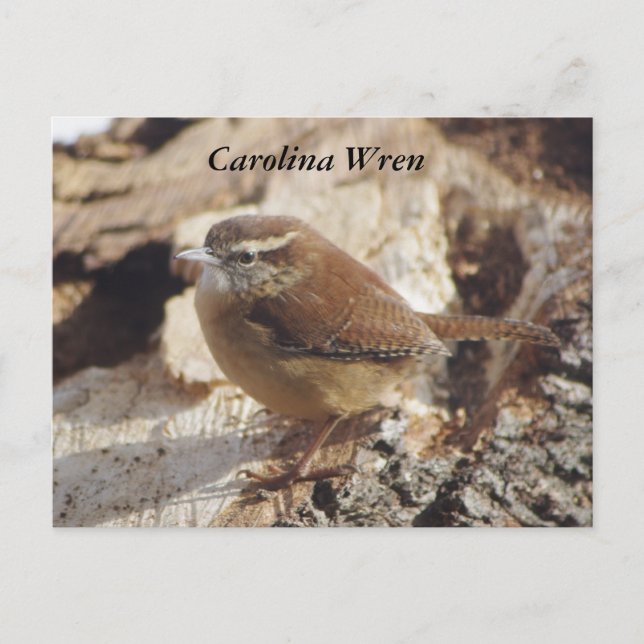 Carte Postale Carolina Wren (Devant)