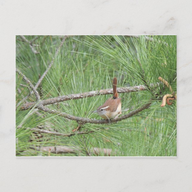 Carte Postale Carolina Wren in Pine Tree (Devant)