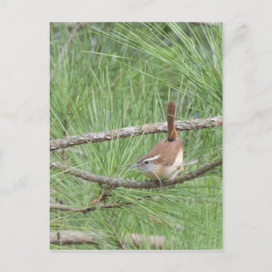 Carte Postale Carolina Wren in Pine Tree
