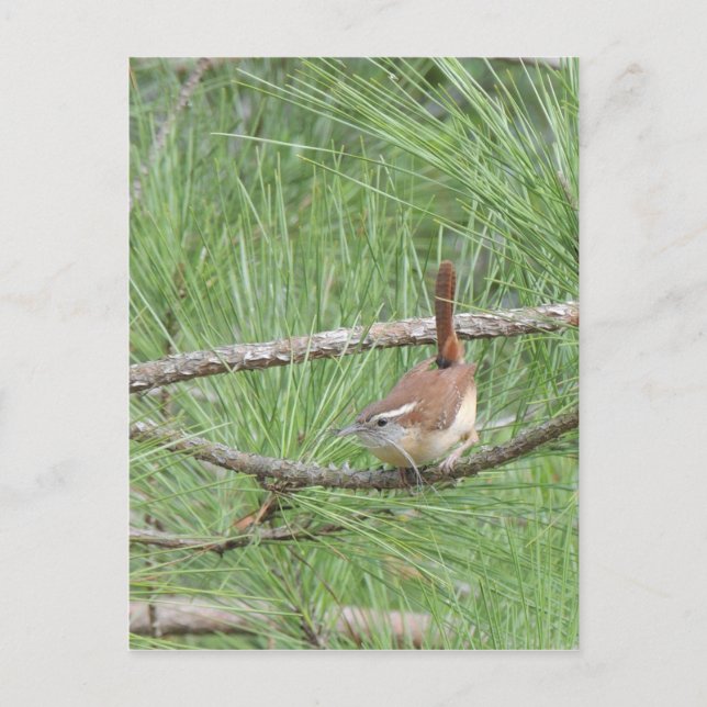Carte Postale Carolina Wren in Pine Tree (Devant)