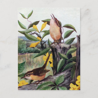 Carte Postale Carolina Wrens et Jessamine jaune