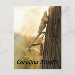 Carte Postale Caroline Mantis