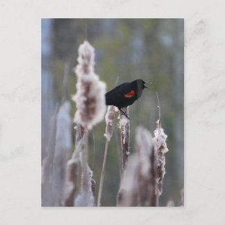Carte Postale Carouge à épaulettes (Agelaius phoeniceus)