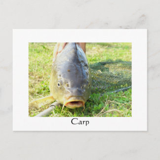 Carte Postale Carpe - Karpfen - Ponty