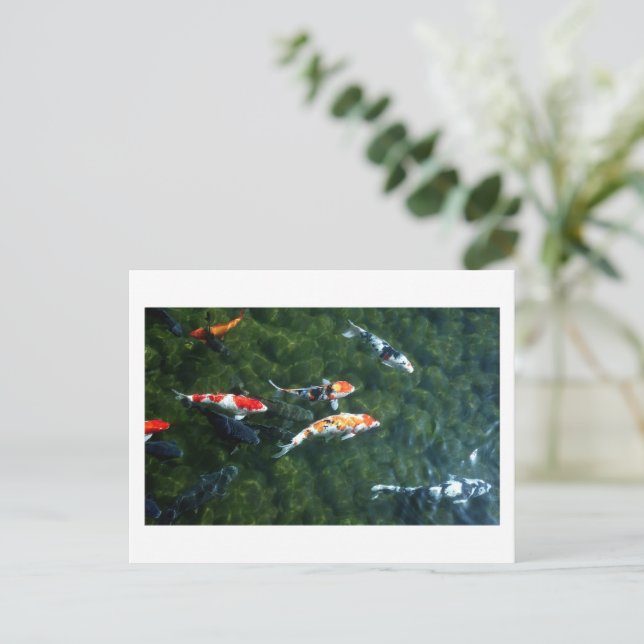 Carte Postale Carpe Koi : Japon (Debout devant)