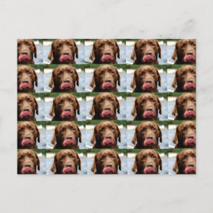 Carte Postale Carreaux Chocolat Labrador Retriever BG